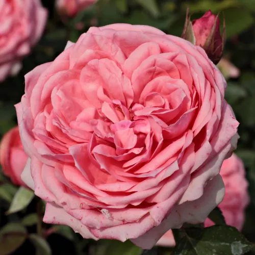 Kimono          floribunda              csokros, nagy virágtömegv       80-120cm